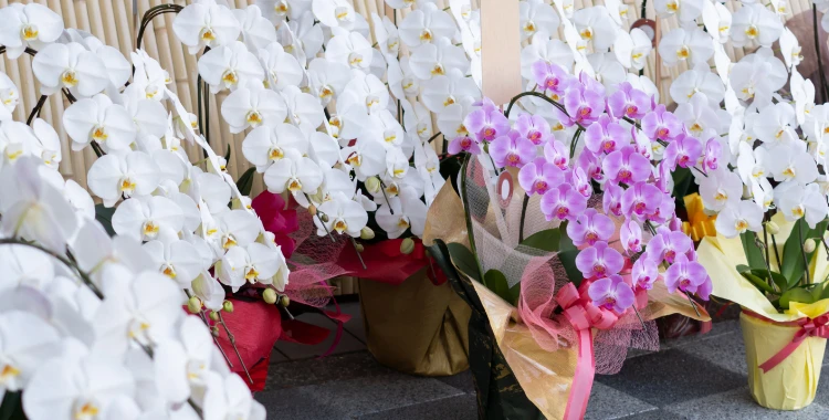 胡蝶蘭の開店祝い花イメージ